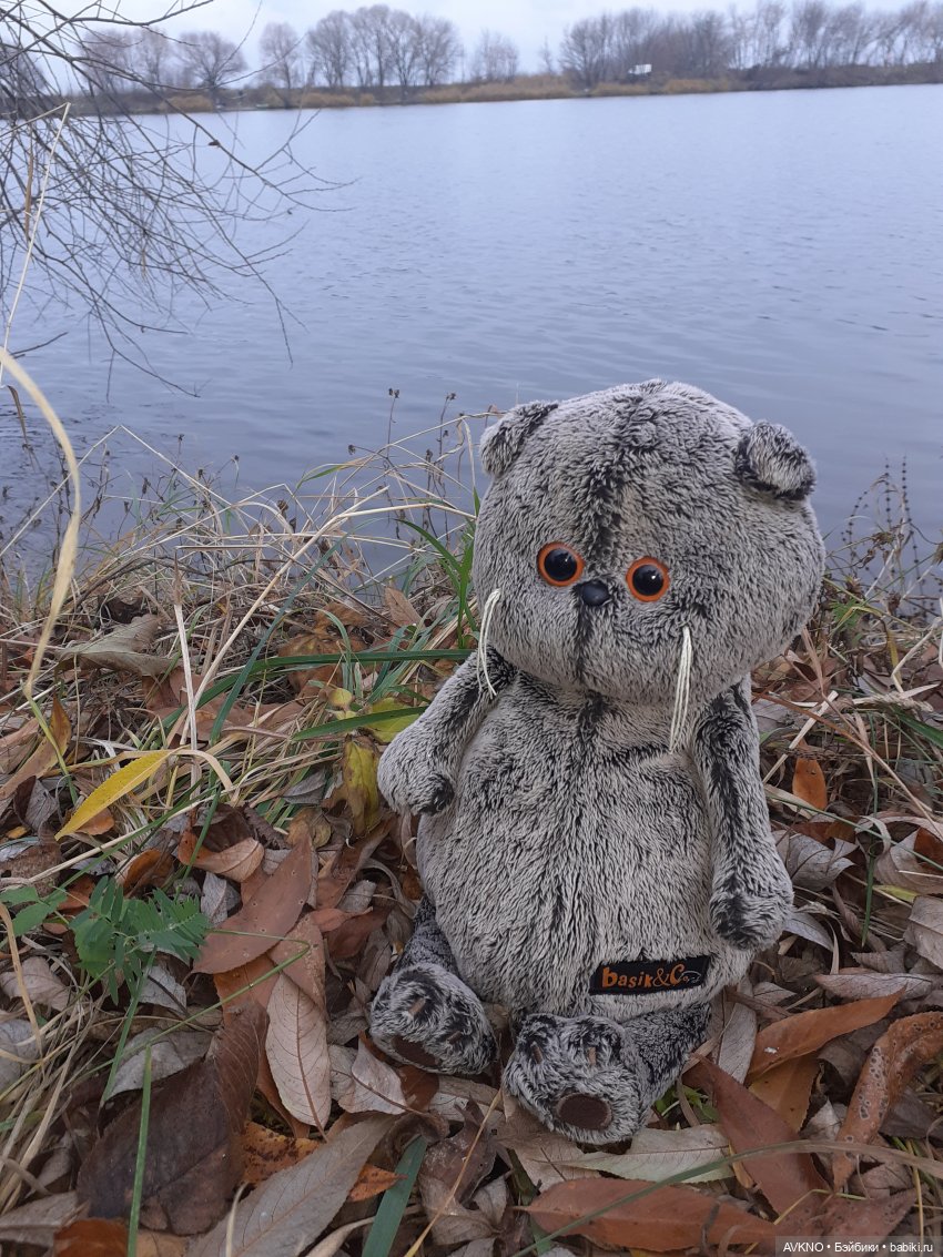 Прогулка Басика — Кот Басик (фото 2)