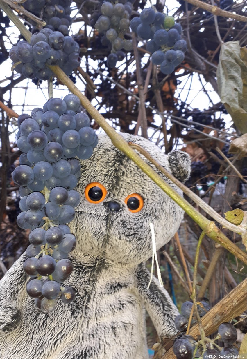 Прогулка Басика — Кот Басик (фото 8)