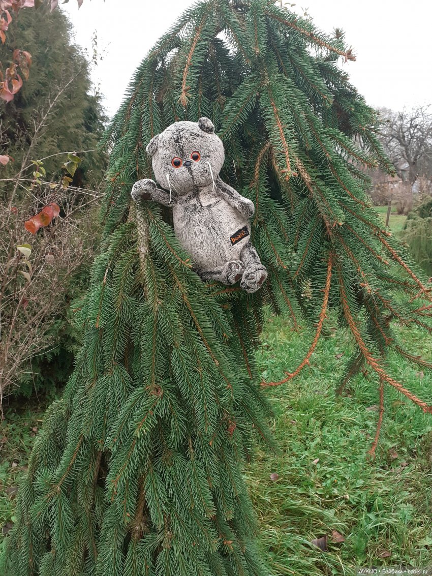 Прогулка Басика — Кот Басик