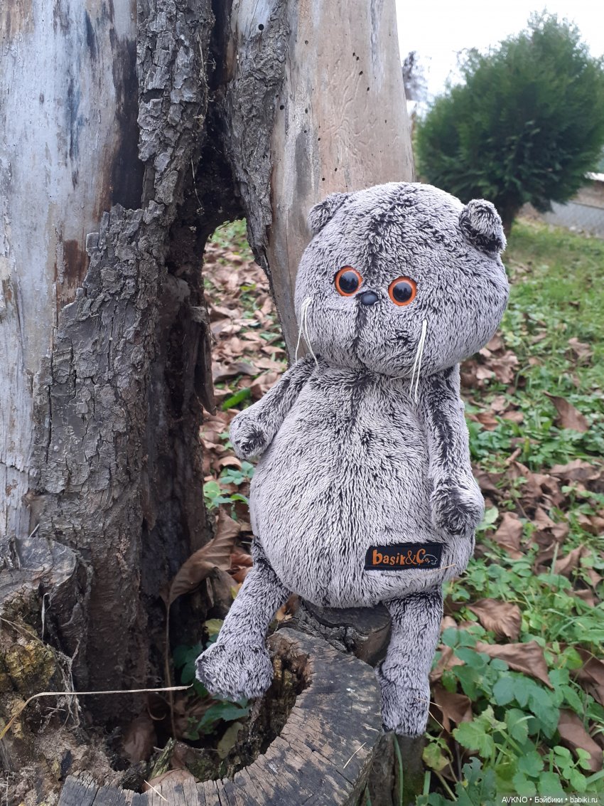 Прогулка Басика — Кот Басик