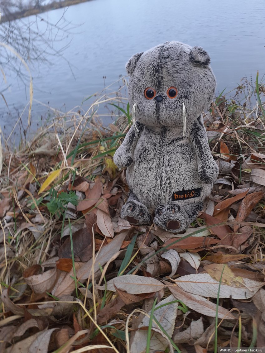 Прогулка Басика — Кот Басик (фото 10)