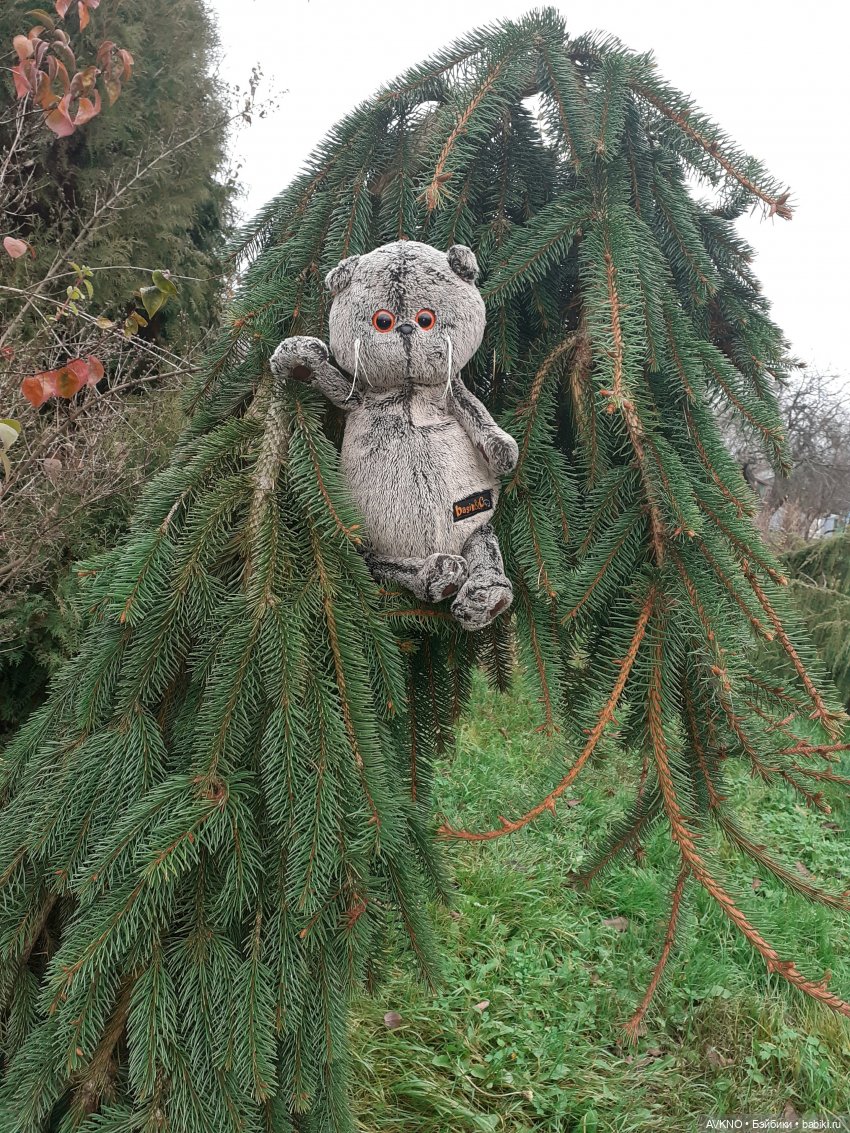 Прогулка Басика — Кот Басик