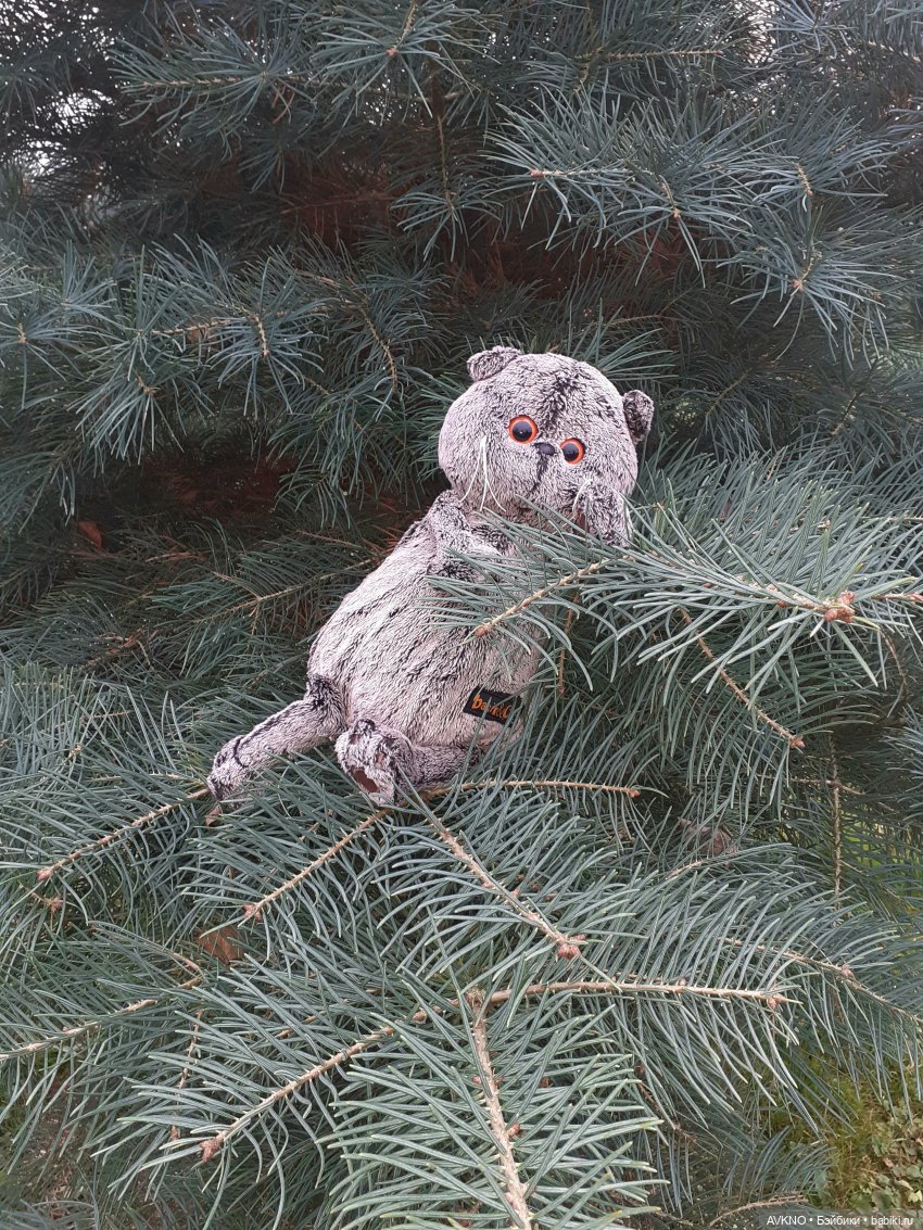 Прогулка Басика — Кот Басик