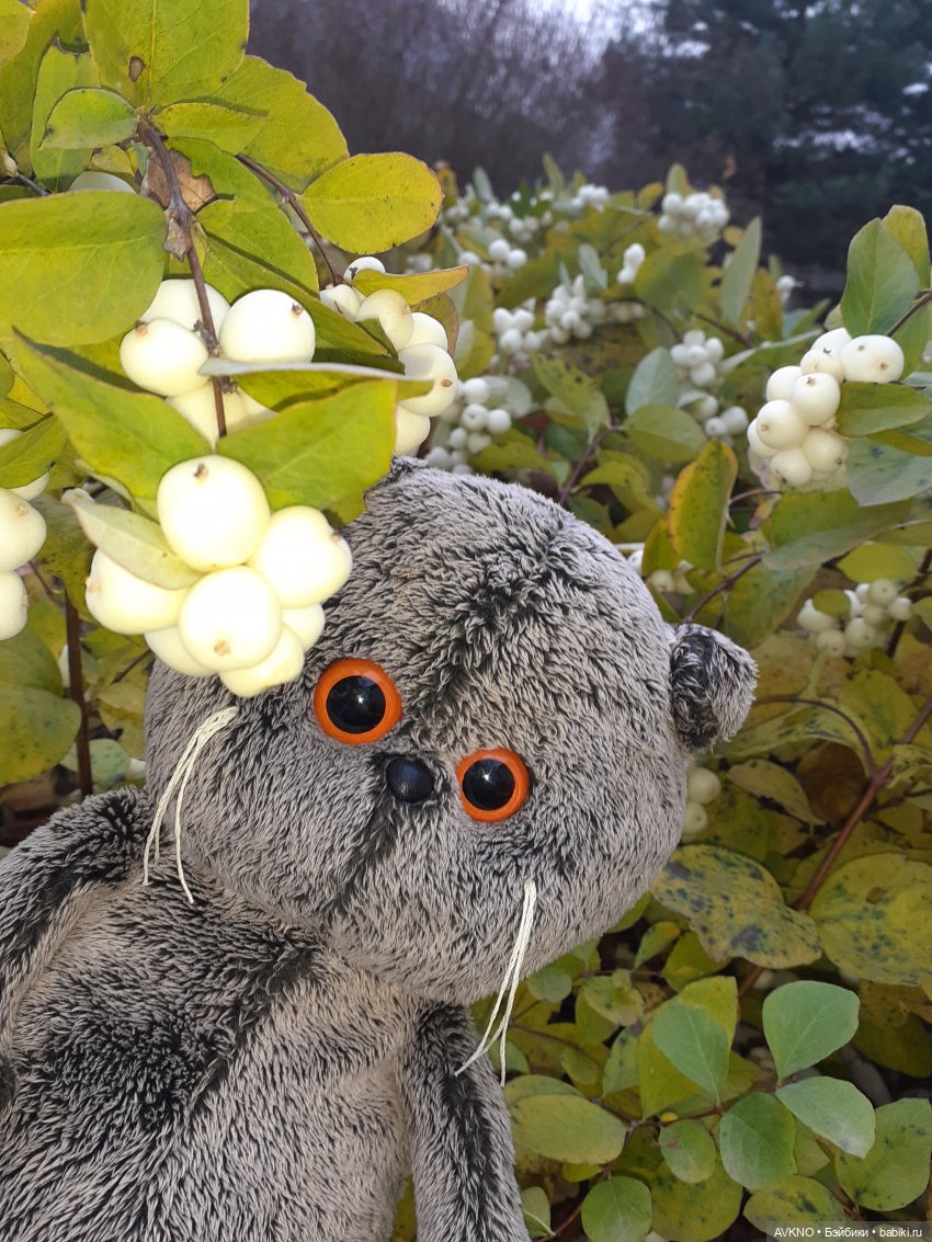 Прогулка Басика — Кот Басик (фото 5)