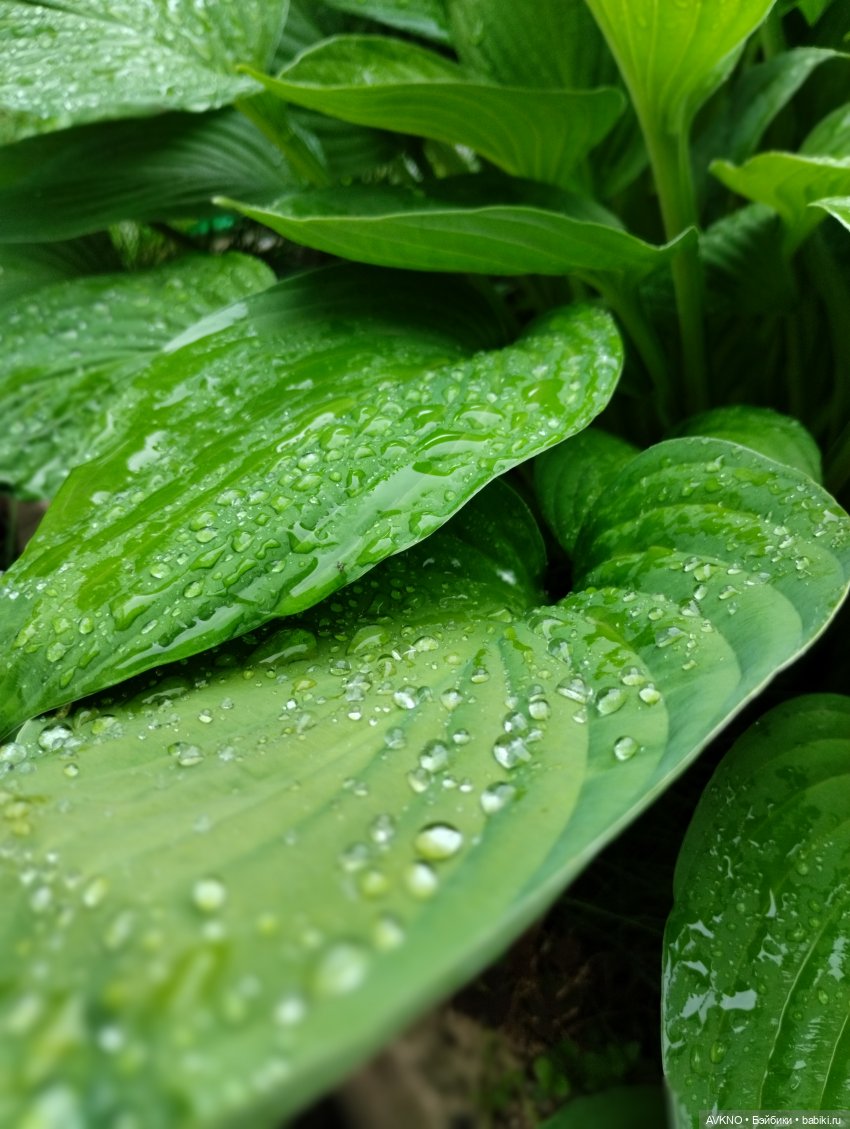 Дождик🌧️☘️ — Куклы Реборн (Reborn): домашние фото