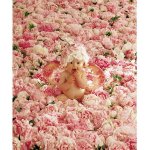 Фотографии детей от Анны Геддес (Anne Geddes)