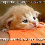 Интересные фото наших любимцев.Снова кошки))!