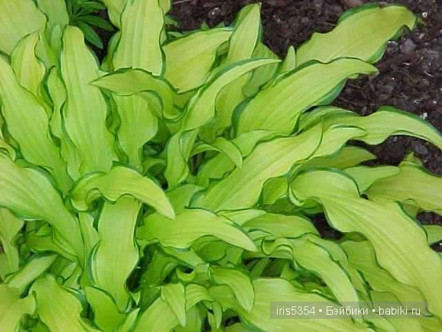 Вспоминая краски лета — Одежда и обувь для кукол своими руками: фото