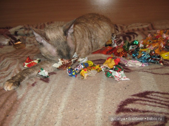 Подарки к году Обезьянки — Домашние коллекции кукол: фото собраний (фото 8)