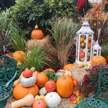 Фестиваль тыкв!