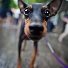 Если вы хотите завести собаку.