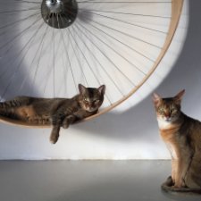 ИНСТРУКЦИЯ по эксплуатации КОШКИ. Смешно и очень мило..