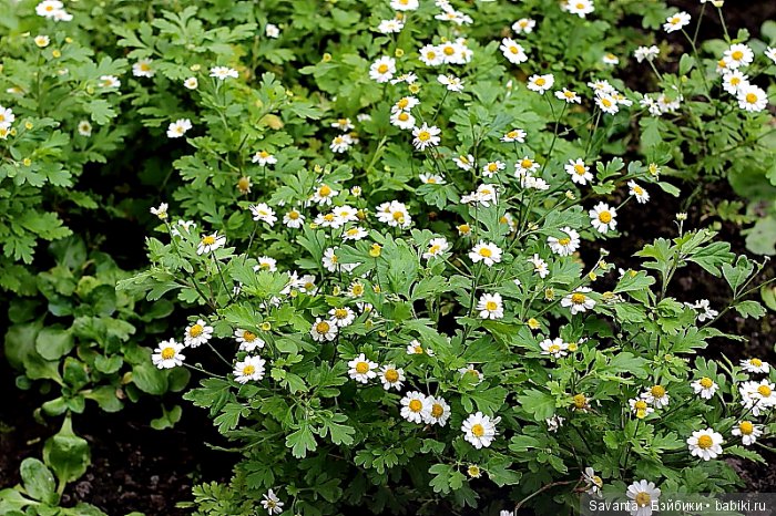 Осень... Багрец и золото... Laryssa Light pink by Kaye Wiggs