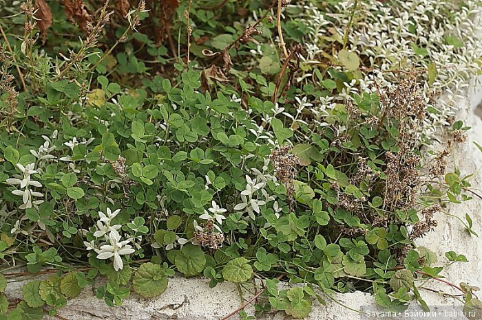 Осень... Багрец и золото... Laryssa Light pink by Kaye Wiggs