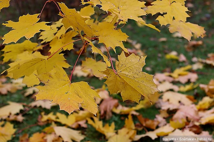 Осень... Багрец и золото... Laryssa Light pink by Kaye Wiggs