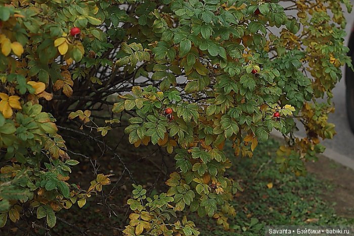 Осень... Багрец и золото... Laryssa Light pink by Kaye Wiggs