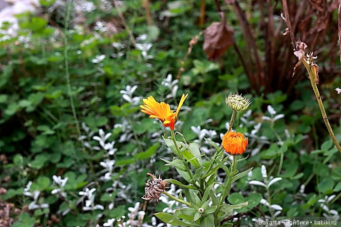 Осень... Багрец и золото... Laryssa Light pink by Kaye Wiggs