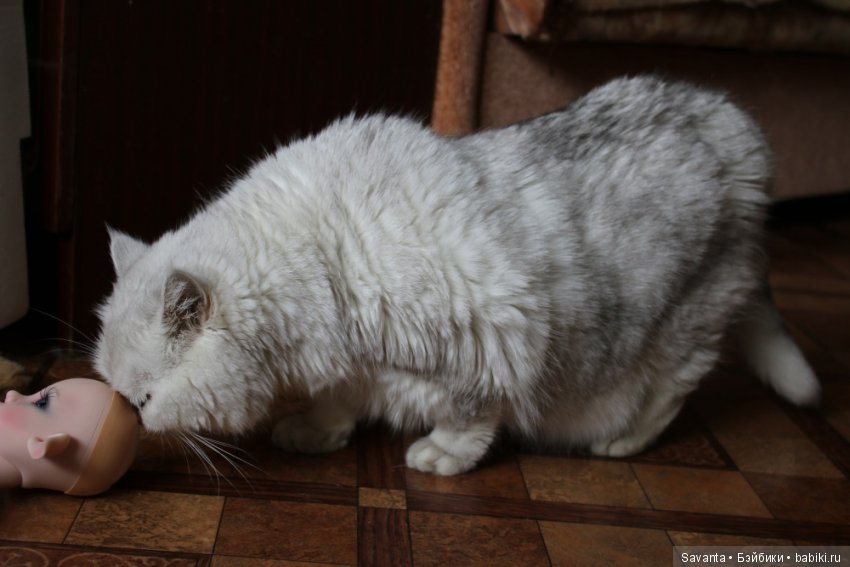 Что не вошло в кадр. Без конкурса (фото 3)