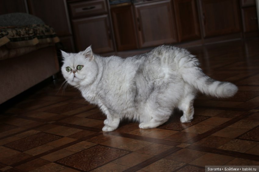 Что не вошло в кадр. Без конкурса (фото 2)