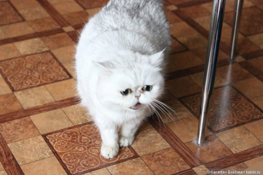 Что не вошло в кадр. Без конкурса (фото 5)