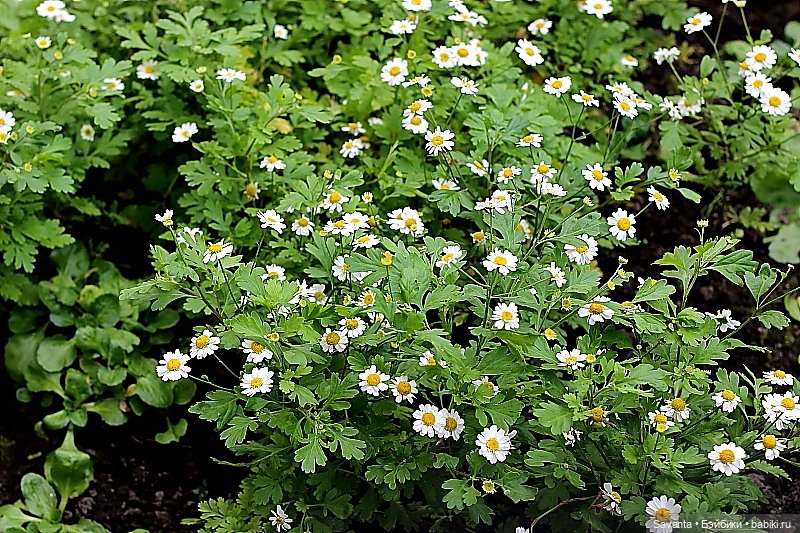 Мои любимые эльфики — Куклы Kaye Wiggs (Кайе Виггс): авторские BJD (БЖД)