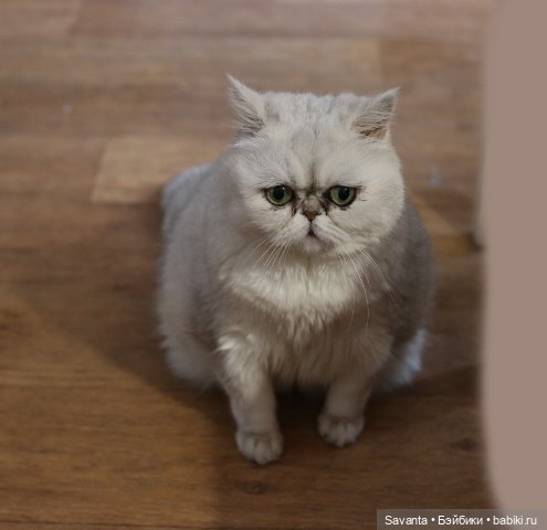 Как продлить службу когтеточке (фото 10)