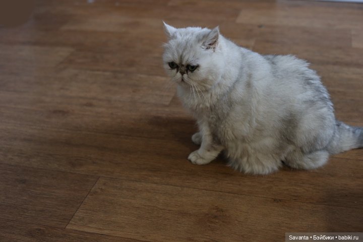 Как продлить службу когтеточке