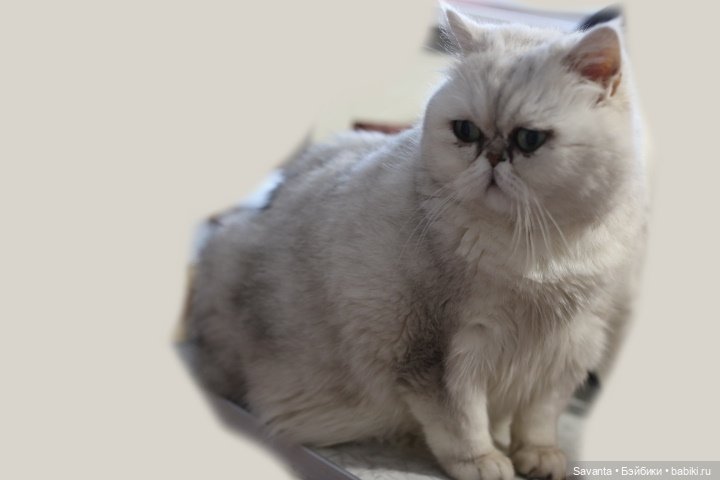 Как продлить службу когтеточке