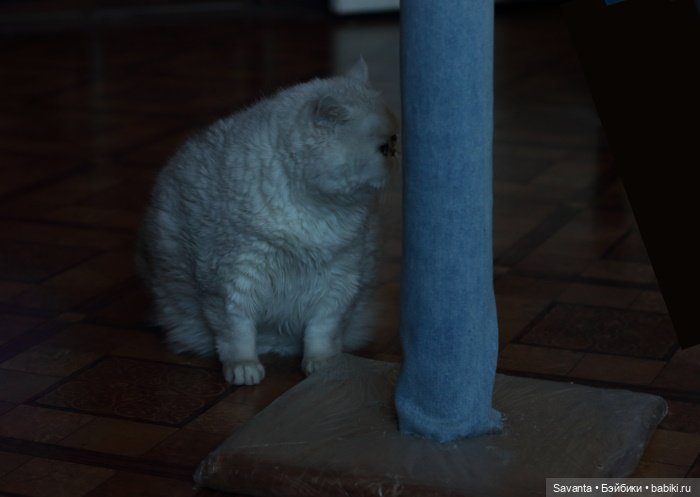 Как продлить службу когтеточке (фото 9)