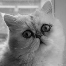 Вася. Василиса. Сегодня 10 лет