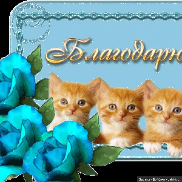 Картинка с котиком с надписью спасибо