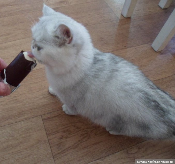 Вася. Василиса. Сегодня 10 лет (фото 7)