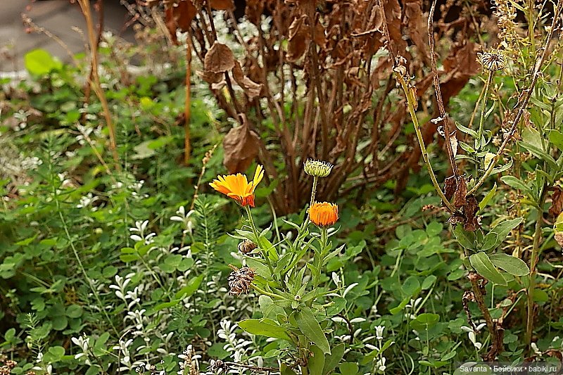 Осенняя пора, очей очарованье. И кукла Лариса от Кае Вигс