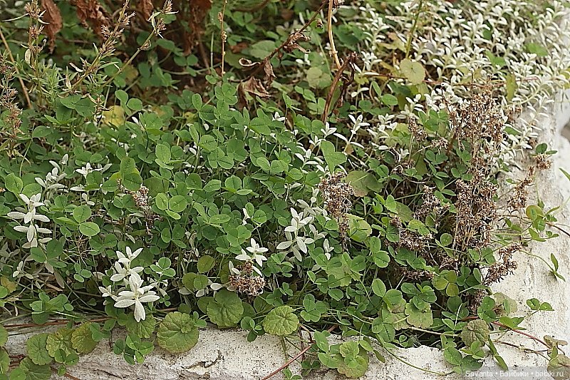 Осенняя пора, очей очарованье. И кукла Лариса от Кае Вигс