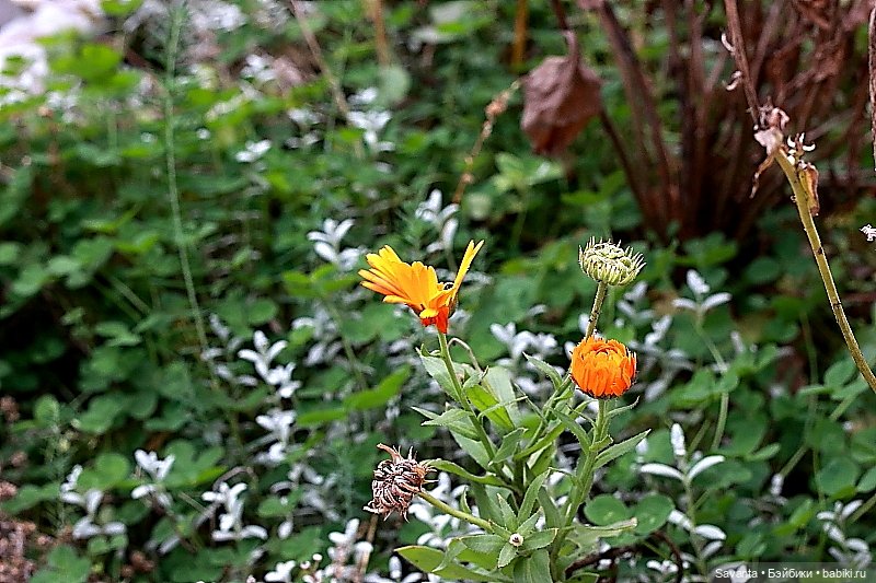 Осенняя пора, очей очарованье. И кукла Лариса от Кае Вигс