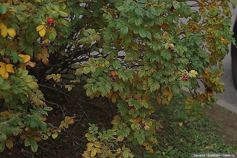 Осенняя пора, очей очарованье. И кукла Лариса от Кае Вигс