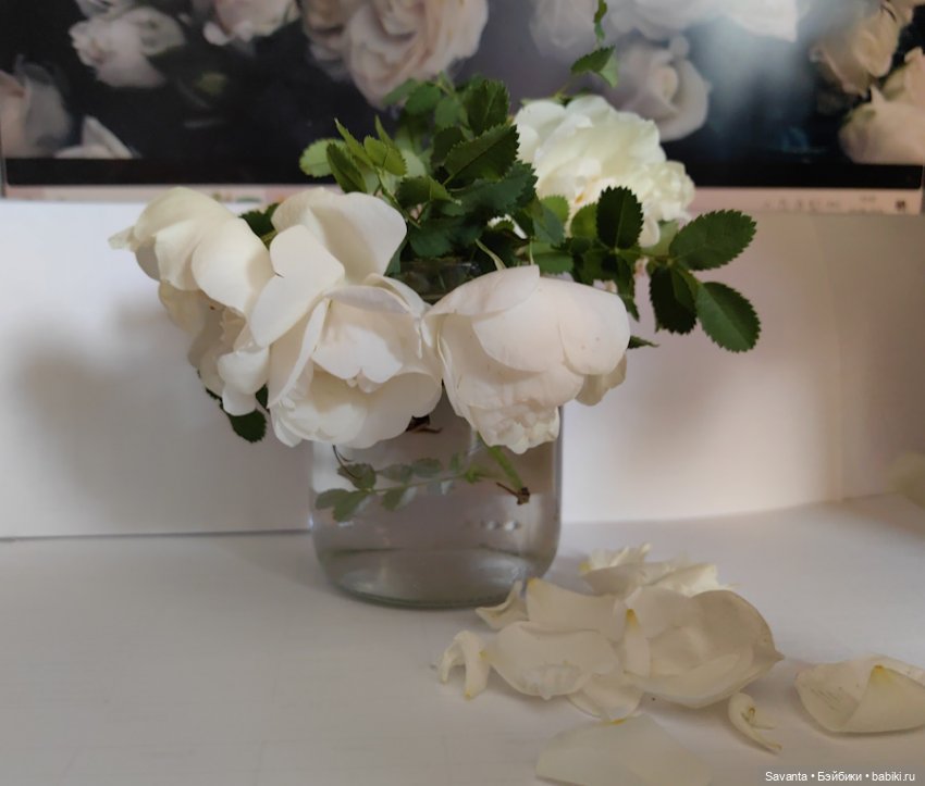 Куколки Келли и дикий белый шиповник (фото 7)