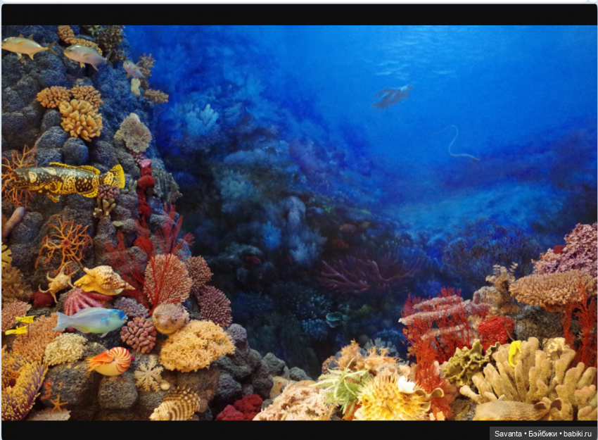 Куколки малышки Келли. Морские чудики из коробки