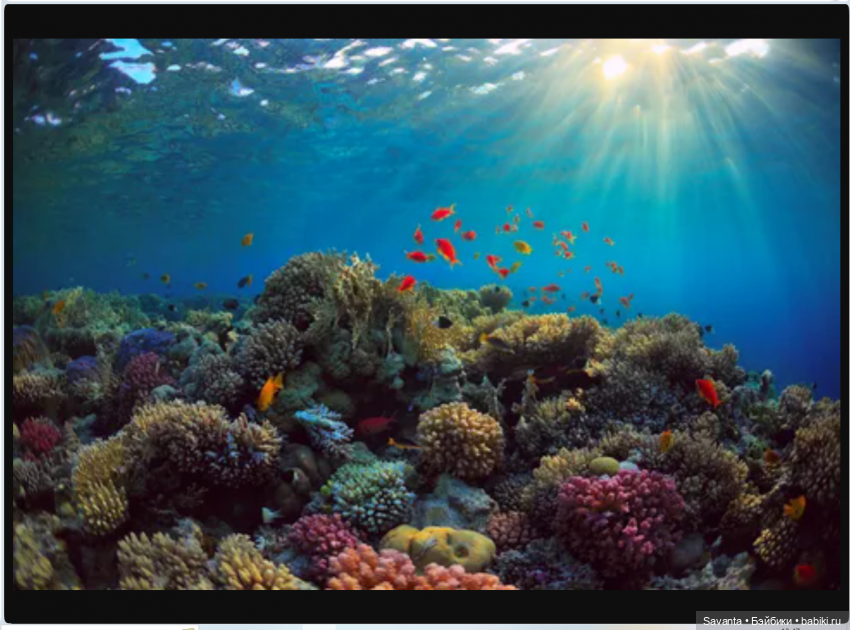 Куколки малышки Келли. Морские чудики из коробки