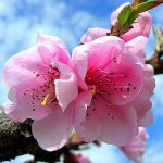 03 Марта - Хина мацури, Hina Matsuri — праздник кукол Хина или Момо-но секку, Momo-no Sekku — праздник цветения персиков)