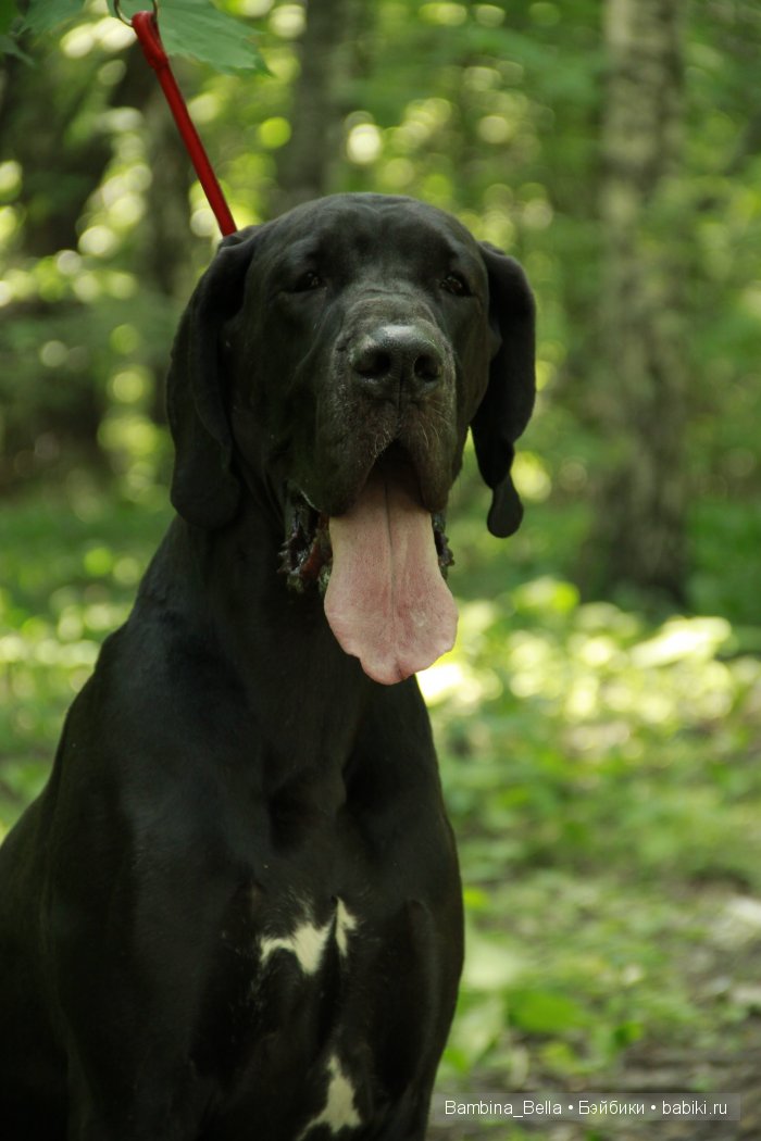 Нет ни капельки сомненья, что собаку создал БОГ. И какие тут сравненья? Лучше ДОГА – только ДОГ | Бэйбики Нет ни капельки сомненья, что собаку создал БОГ. И какие тут сравненья? Лучше ДОГА – только ДОГ