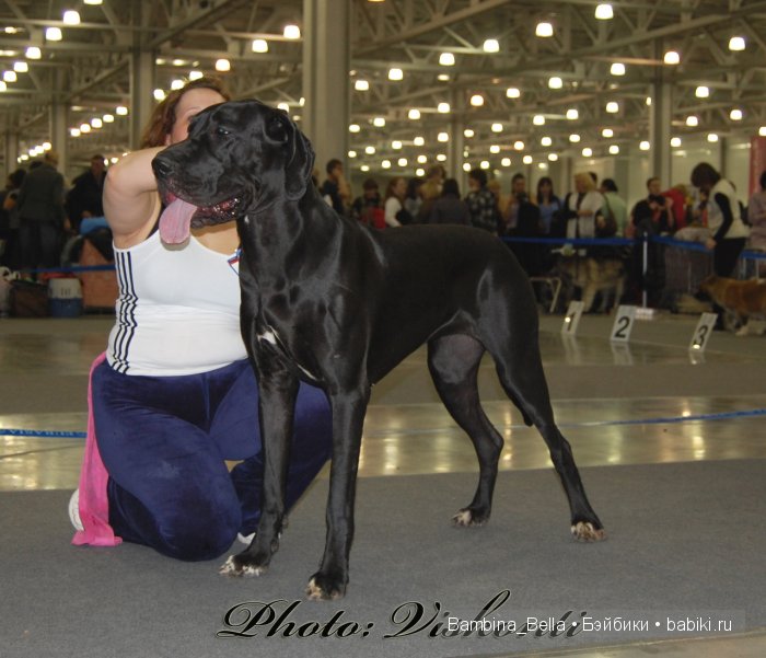 Нет ни капельки сомненья, что собаку создал БОГ. И какие тут сравненья? Лучше ДОГА – только ДОГ (фото 8)