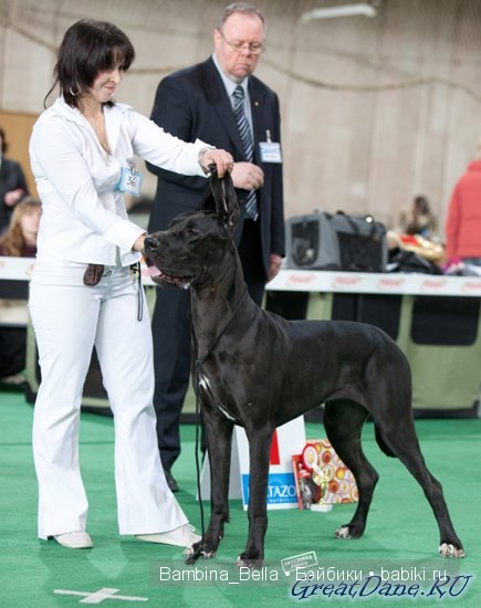 Нет ни капельки сомненья, что собаку создал БОГ. И какие тут сравненья? Лучше ДОГА – только ДОГ | Бэйбики Нет ни капельки сомненья, что собаку создал БОГ. И какие тут сравненья? Лучше ДОГА – только ДОГ (фото 7)