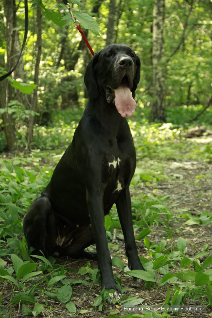 Нет ни капельки сомненья, что собаку создал БОГ. И какие тут сравненья? Лучше ДОГА – только ДОГ | Бэйбики Нет ни капельки сомненья, что собаку создал БОГ. И какие тут сравненья? Лучше ДОГА – только ДОГ (фото 2)