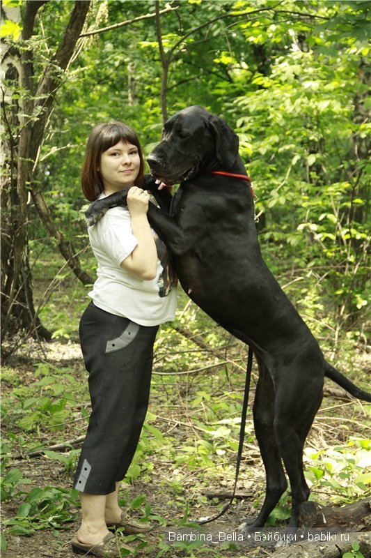 Нет ни капельки сомненья, что собаку создал БОГ. И какие тут сравненья? Лучше ДОГА – только ДОГ | Бэйбики Нет ни капельки сомненья, что собаку создал БОГ. И какие тут сравненья? Лучше ДОГА – только ДОГ (фото 3)