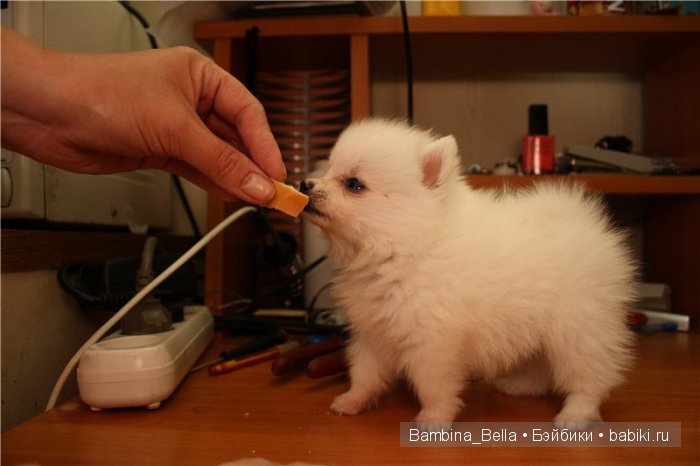 Маленькое белое облачко на четырех ножках | Бэйбики Маленькое белое облачко на четырех ножках (фото 7)