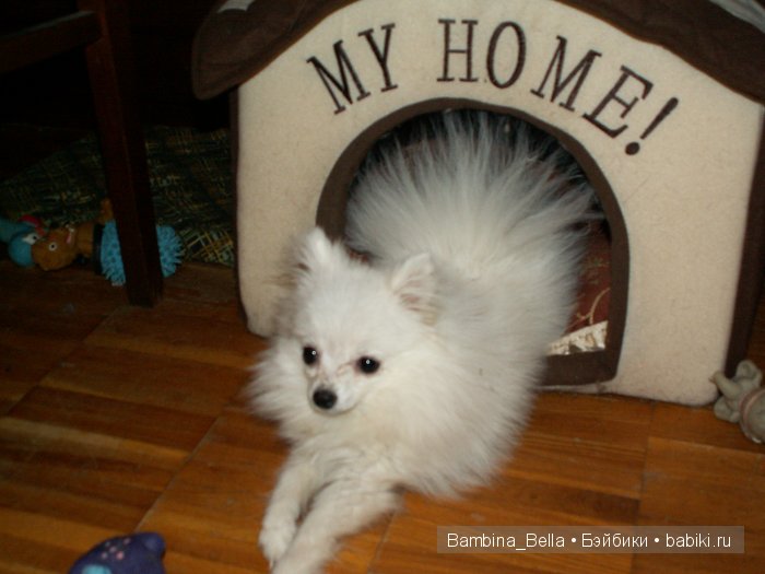 Маленькое белое облачко на четырех ножках | Бэйбики Маленькое белое облачко на четырех ножках (фото 3)