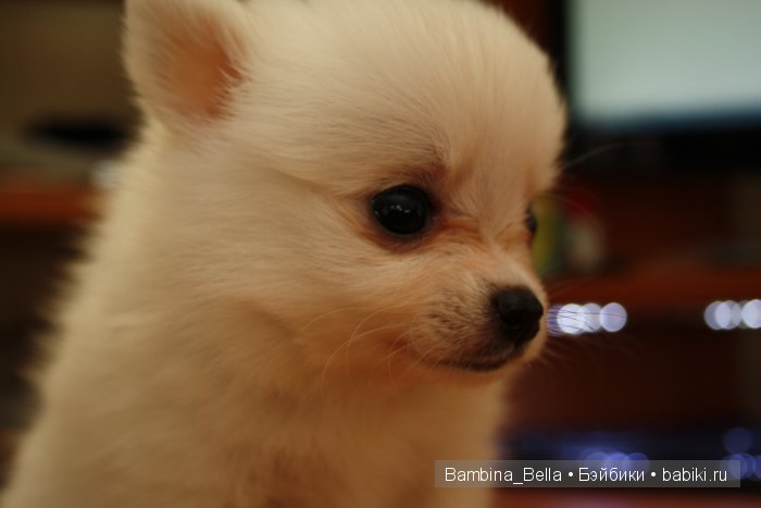 Маленькое белое облачко на четырех ножках | Бэйбики Маленькое белое облачко на четырех ножках (фото 5)