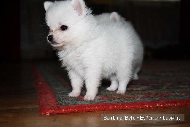 Маленькое белое облачко на четырех ножках | Бэйбики Маленькое белое облачко на четырех ножках (фото 6)