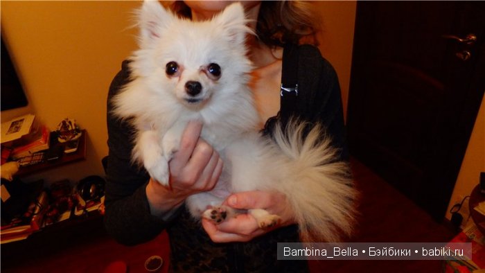 Маленькое белое облачко на четырех ножках | Бэйбики Маленькое белое облачко на четырех ножках (фото 4)